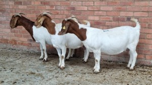 3x BOERGOAT OOI/EWE ISABELLE NELL (Pay per Animal)