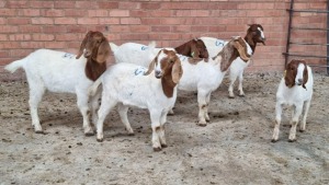 6x BOERGOAT OOI/EWE ISABELLE NELL (Pay per Animal)