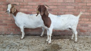 2x BOERGOAT OOI/EWE ISABELLE NELL (Pay per Animal)