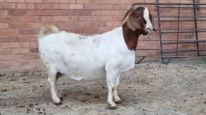 1x BOERGOAT OOI/EWE ISABELLE NELL