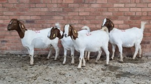 4x BOERGOAT OOI/EWE IG STEENEKAMP (Pay per Animal)