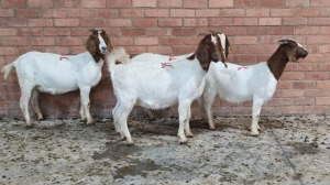 4x BOERGOAT OOI/EWE IG STEENEKAMP (Pay per Animal)