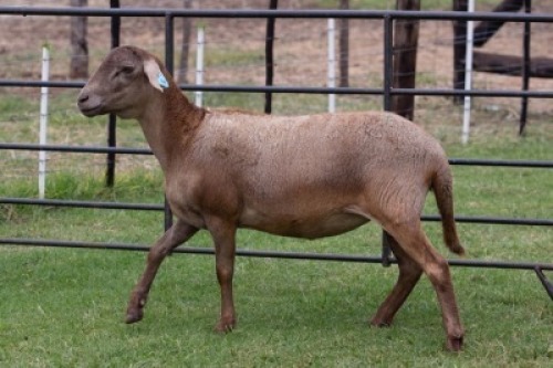 1X OOI/EWE B3 Genetics - Charles Freeme - 074 207 0007 (Highest Bidder may choose A, B or C of Lot round or take all - Pay per piece. Choice once per Lot round, Rest to take all)