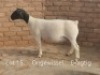 1X PREGNANT T5 DORPER OOI/EWE Dirk Steenkamp Dorpers