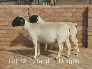 2X PREGNANT STUD &FLOCK DORPER OOI/EWE Dirk Steenkamp Dorpers (Pay per Animal)