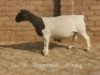 1X PREGNANT T5 DORPER OOI/EWE Dirk Steenkamp Dorpers
