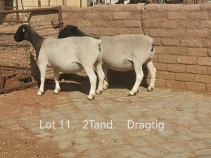 2X PREGNANT T5 DORPER OOI/EWE Dirk Steenkamp Dorpers (Pay per Animal)