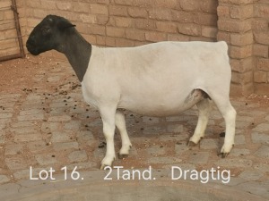 1X PREGNANT T5 DORPER OOI/EWE Dirk Steenkamp Dorpers