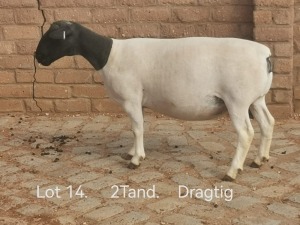 1X PREGNANT T5 DORPER OOI/EWE Dirk Steenkamp Dorpers