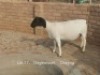1X PREGNANT STUD, &FLOCK DORPER OOI/EWE Dirk Steenkamp Dorpers