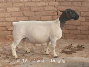 1X PREGNANT FLOCK DORPER OOI/EWE Dirk Steenkamp Dorpers