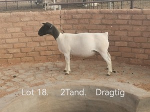 1X PREGNANT STUD DORPER OOI/EWE Dirk Steenkamp Dorpers