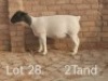 1X FLOCK DORPER OOI/EWE Dirk Steenkamp Dorpers