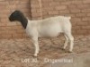 1X PREGNANT STUD DORPER OOI/EWE Dirk Steenkamp Dorpers