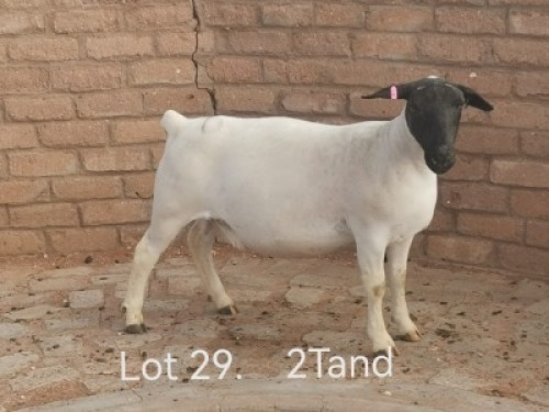1X PREGNANT STUD DORPER OOI/EWE Dirk Steenkamp Dorpers