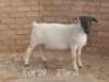 1X PREGNANT STUD DORPER OOI/EWE Dirk Steenkamp Dorpers
