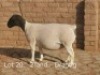 1X PREGNANT STUD DORPER OOI/EWE Dirk Steenkamp Dorpers