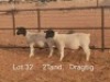 2X PREGNANT STUD DORPER OOI/EWE Dirk Steenkamp Dorpers (Pay per Animal)
