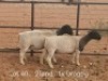 2X PREGNANT T5 & STUD DORPER OOI/EWE Dirk Steenkamp Dorpers (Pay per Animal)