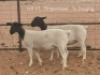 1X PREGNANT STUD DORPER OOI/EWE Dirk Steenkamp Dorpers