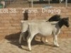 2X PREGNANT T5 DORPER OOI/EWE Dirk Steenkamp Dorpers (Pay per Animal)