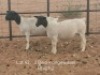 1X PREGNANT STUD DORPER OOI/EWE Dirk Steenkamp Dorpers