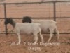 1X PREGNANT T5 DORPER OOI/EWE Dirk Steenkamp Dorpers