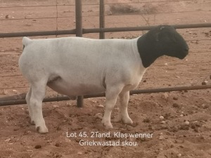 1X STUD DORPER RAM Dirk Steenkamp Dorpers