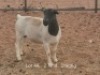 WITHDRAWN - 1X PREGNANT DORPER OOI/EWE Dirk Steenkamp Dorpers