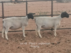 1X PREGNANT STUD DORPER OOI/EWE Dirk Steenkamp Dorpers