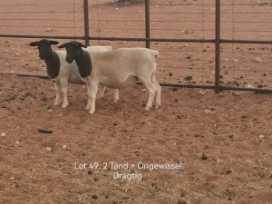 2X PREGNANT FLOCK DORPER OOI/EWE Dirk Steenkamp Dorpers (Pay per Animal)