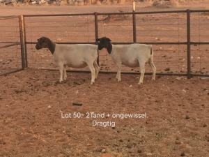 2X PREGNANT FLOCK DORPER OOI/EWE Dirk Steenkamp Dorpers (Pay per Animal)