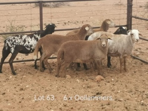 5X (2x PREGNANT) MEATMASTER OOI/EWE Dirk Steenkamp Meatmasters (Pay per Animal)