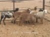 5X (2x PREGNANT) MEATMASTER OOI/EWE Dirk Steenkamp Meatmasters (Pay per Animal)