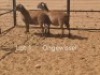 2X PREGNANT MEATMASTER OOI/EWE Dirk Steenkamp Meatmasters (Pay per Animal)