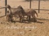 2+2X PREGNANT MEATMASTER OOI/EWE Dirk Steenkamp Meatmasters (Pay per Animal)