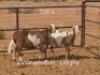 2+1X PREGNANT MEATMASTER OOI/EWE Dirk Steenkamp Meatmasters (Pay per Animal)