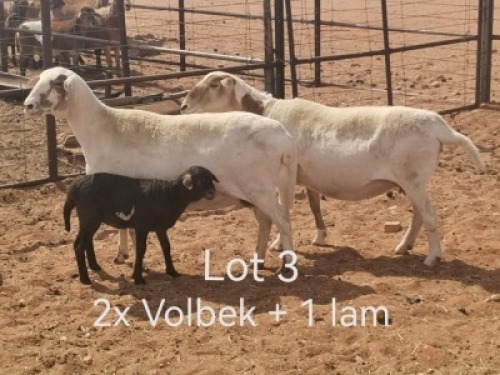 2+1X PREGNANT MEATMASTER OOI/EWE Dirk Steenkamp Meatmasters (Pay per Animal)