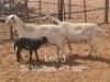 2+1X PREGNANT MEATMASTER OOI/EWE Dirk Steenkamp Meatmasters (Pay per Animal)