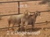 2X PREGNANT MEATMASTER OOI/EWE Dirk Steenkamp Meatmasters (Pay per Animal)