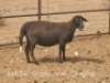 1+1X PREGNANT MEATMASTER OOI/EWE Dirk Steenkamp Meatmasters