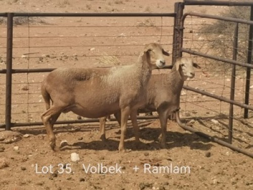 1+1X PREGNANT MEATMASTER OOI/EWE Dirk Steenkamp Meatmasters