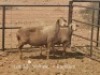 1+1X PREGNANT MEATMASTER OOI/EWE Dirk Steenkamp Meatmasters