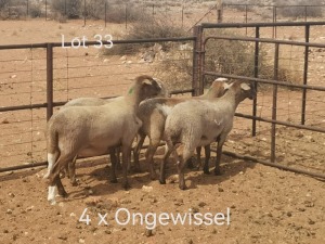 4X (2x PREGNANT) MEATMASTER OOI/EWE Dirk Steenkamp Meatmasters (Pay per Animal)