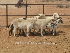 4+5X (3x PREGNANT) MEATMASTER OOI/EWE Dirk Steenkamp Meatmasters (Pay per Animal)