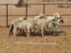 4+5X (3x PREGNANT) MEATMASTER OOI/EWE Dirk Steenkamp Meatmasters (Pay per Animal)