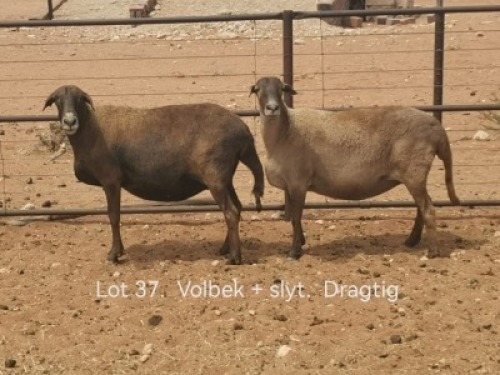 2+1X PREGNANT MEATMASTER OOI/EWE Dirk Steenkamp Meatmasters (Pay per Animal)