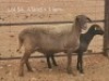 1+1X PREGNANT MEATMASTER OOI/EWE Dirk Steenkamp Meatmasters