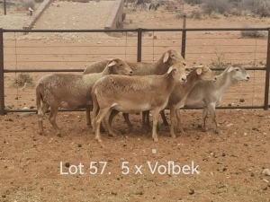 5+1X PREGNANT MEATMASTER OOI/EWE Dirk Steenkamp Meatmasters (Pay per Animal)