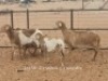 2+3X PREGNANT MEATMASTER OOI/EWE Dirk Steenkamp Meatmasters (Pay per Animal)